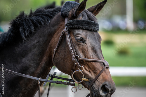 beautiful horse of black suit close-up on the hippodrome © константин константи