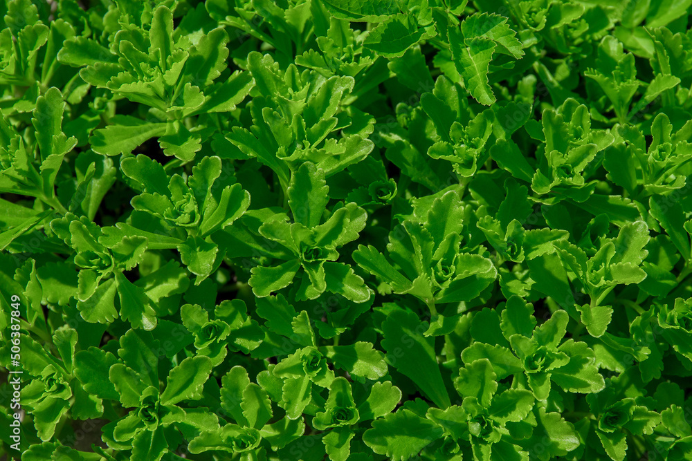 Green spring foliage macro close up in nature. Green spring foliage macro close up in nature.