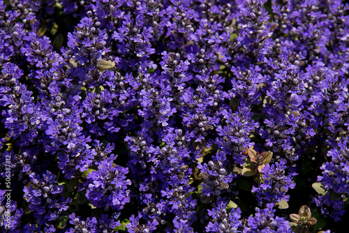 Closeup ajuga reptans - purple blue flower with in garden.