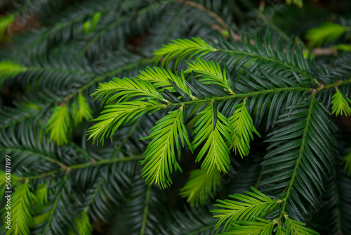 Spruce branch with needles. Christmas tree in nature. Green spruce. Spruce close-up.