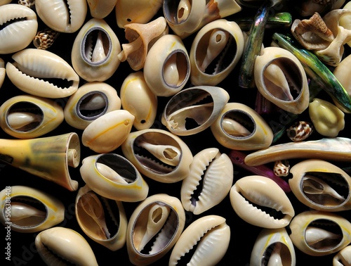 Sea Shell photo