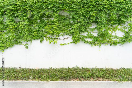 green ivy on the white wall beside the road. photo