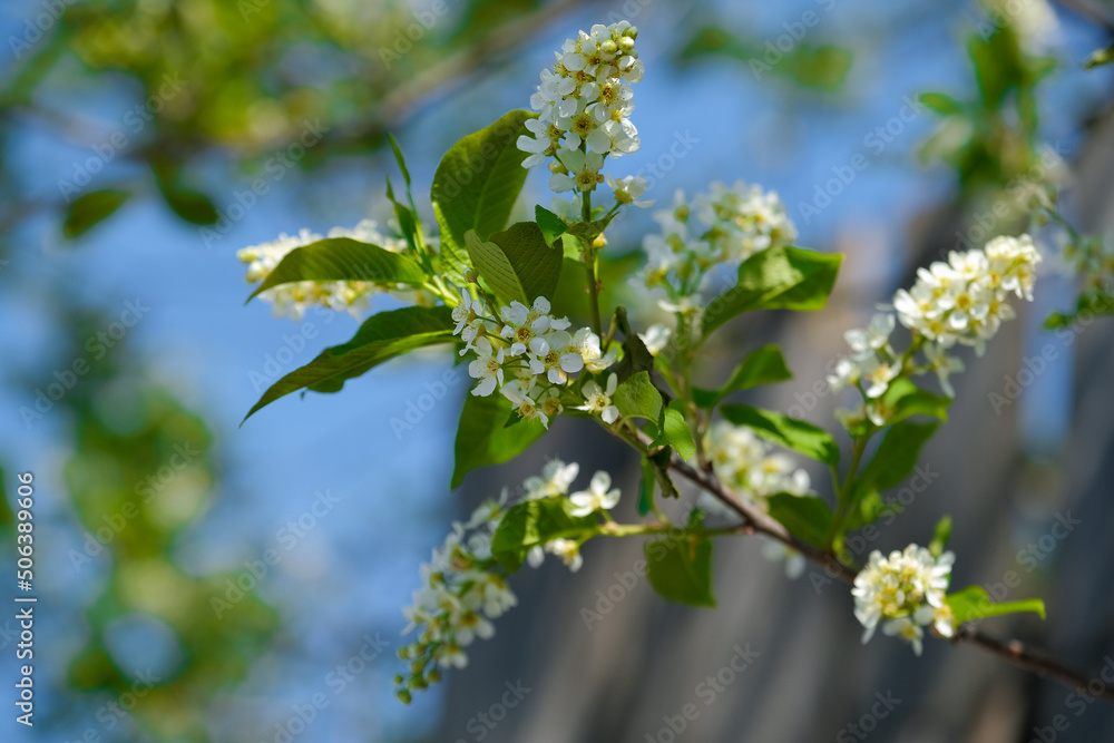trees bloom with the advent of spring trees bloom with the advent of spring