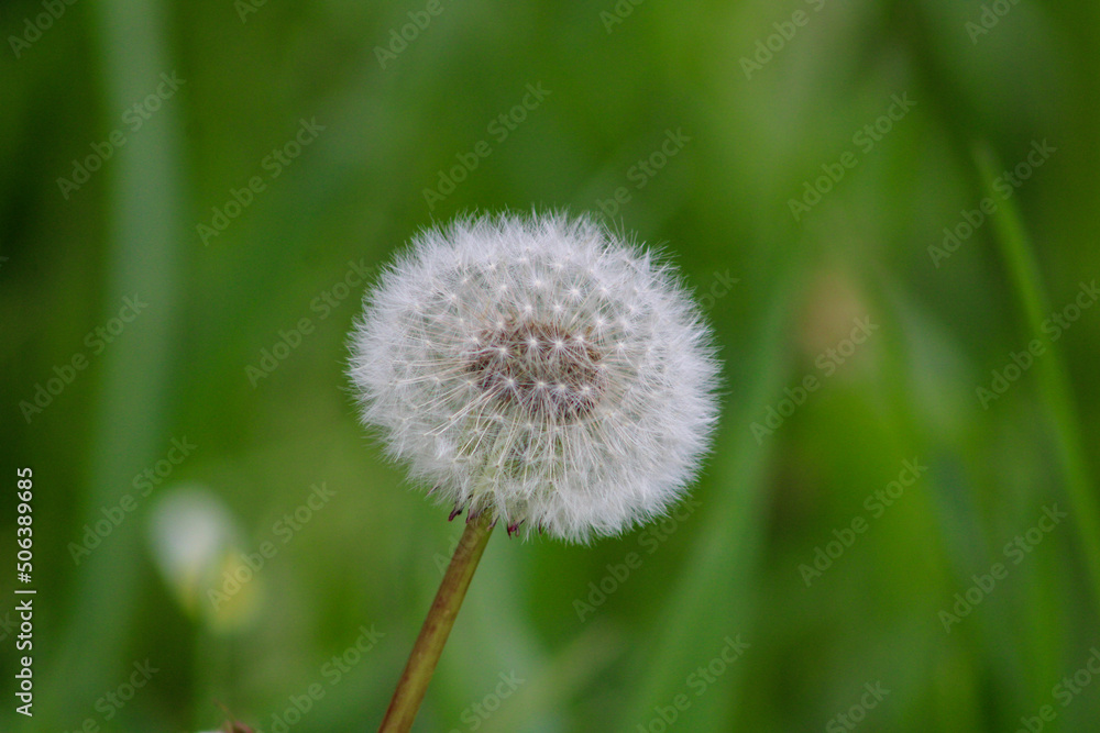 A perfect dandelion on a natural background A perfect dandelion on a natural background