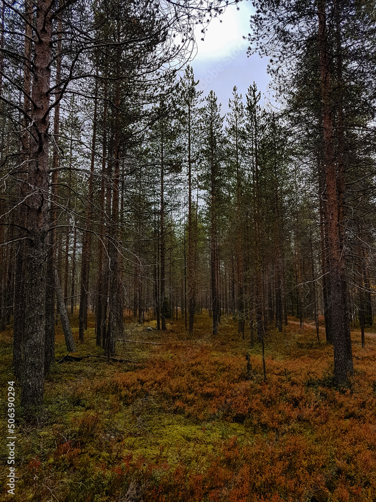 Pine trees in a forest with autumn colours on ground plants. Pine trees in a forest with autumn colours on ground plants.