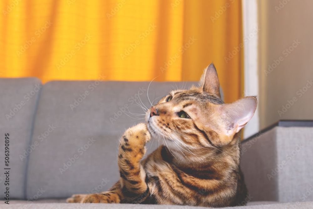 Bengal cat lying on couch and washing.
