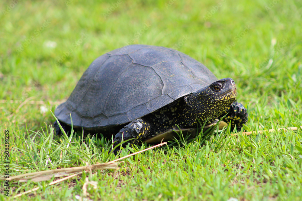Black turtle on green grass. Animal in the wild concept
Black turtle on green grass. Animal in the wild concept