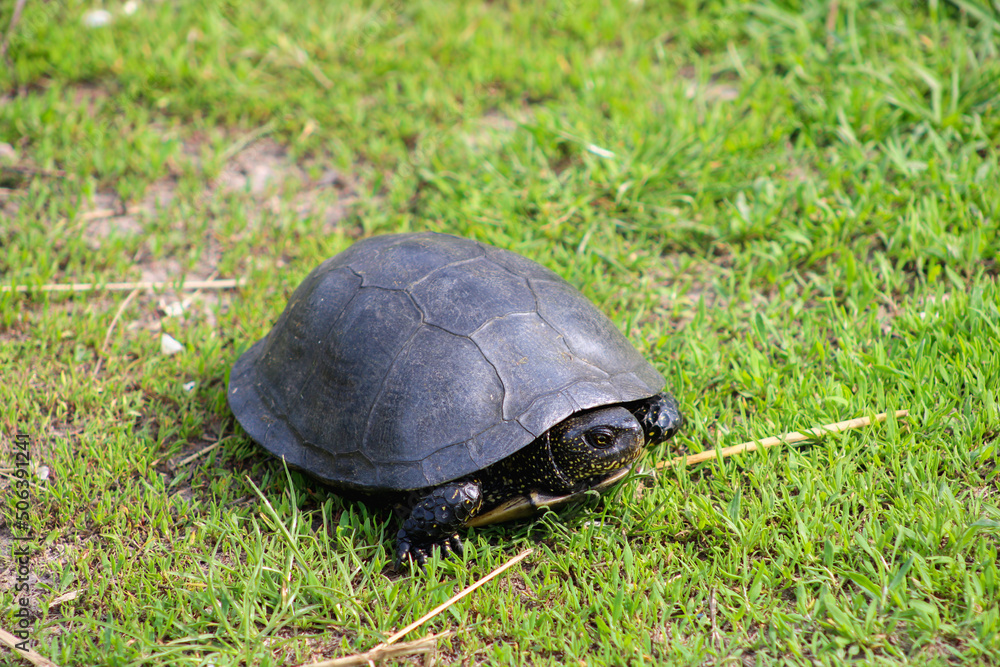 European pond turtle on green grass European pond turtle on green grass