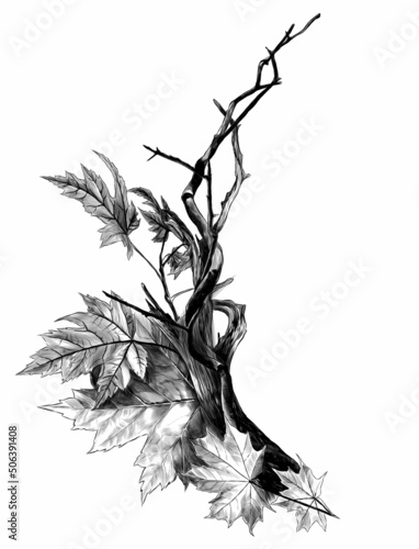 composition of dry branches and autumn maple leaves, sketch vector graphics monochrome illustration on white background