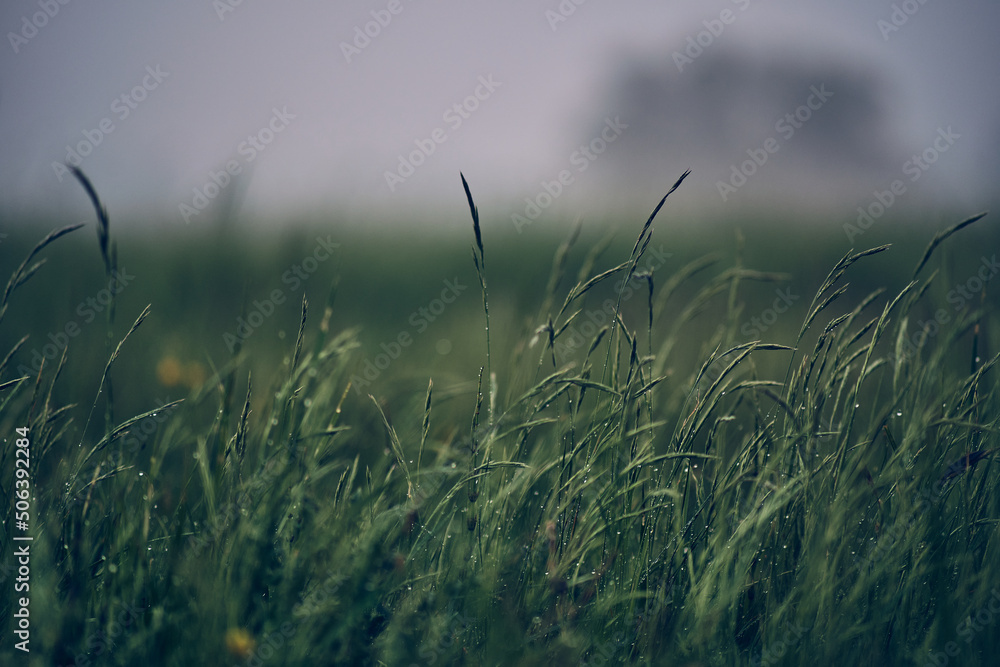 Green Grass after Rainy day. High quality photo Green Grass after Rainy day. High quality photo