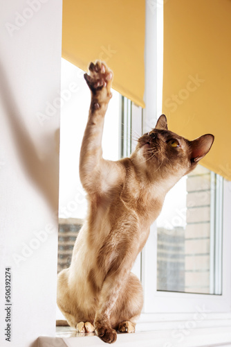 Burmese cat sitting on windowsill and playing. photo