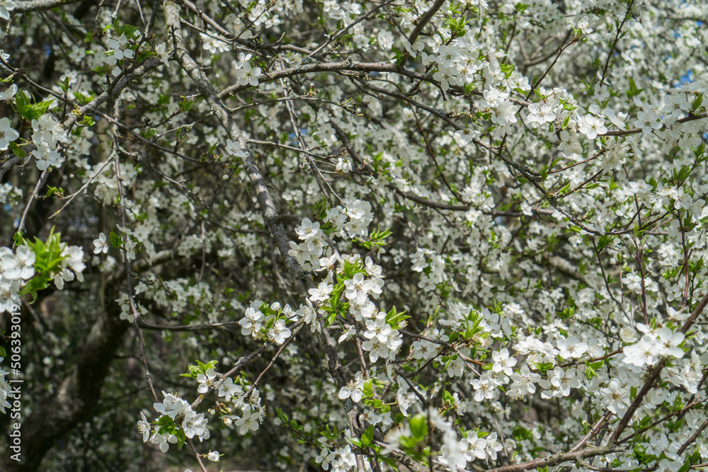 Blooming wild cherry flowers on a branch in spring close-up. Blooming wild cherry flowers on a branch in spring close-up.