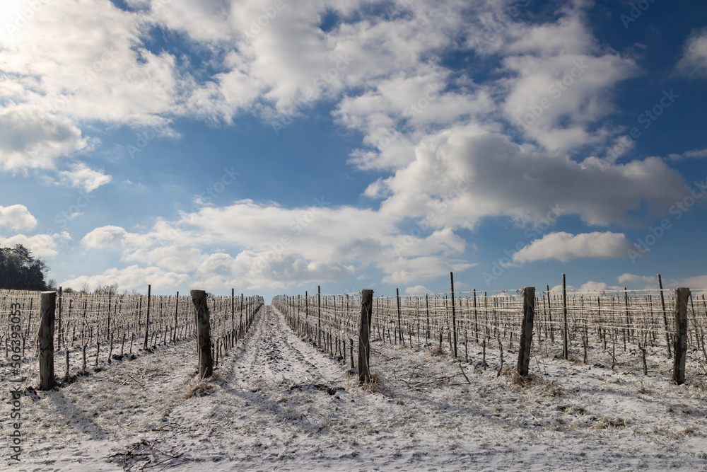 Winter vineyard near Mikulov, Palava region, Southern Moravia, Czech Republic Winter vineyard near Mikulov, Palava region, Southern Moravia, Czech Republic