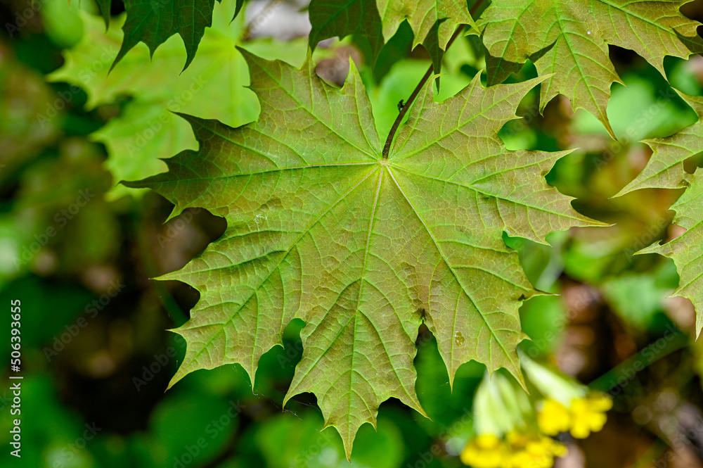 closeup of a maple leaf in forest closeup of a maple leaf in forest