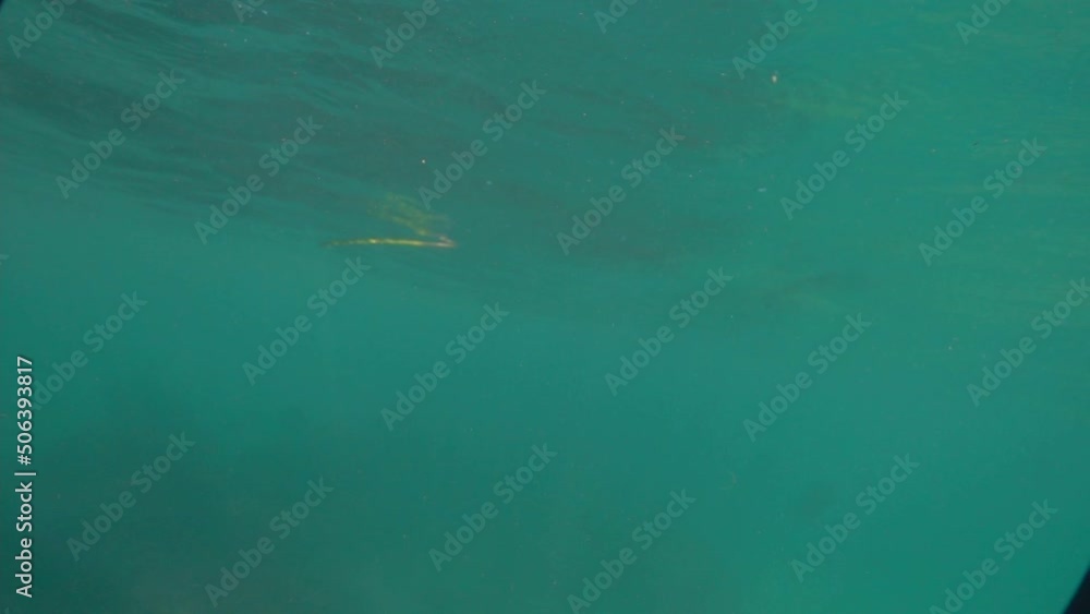 The camera is immersed under the water and over the sea in the drowning sea. Beautiful light refracts on the surface of the waves, diving, snorkeling. The camera is immersed under the water and over the sea in the drowning sea. Beautiful light refracts on the surface of the waves, diving, snorkeling.