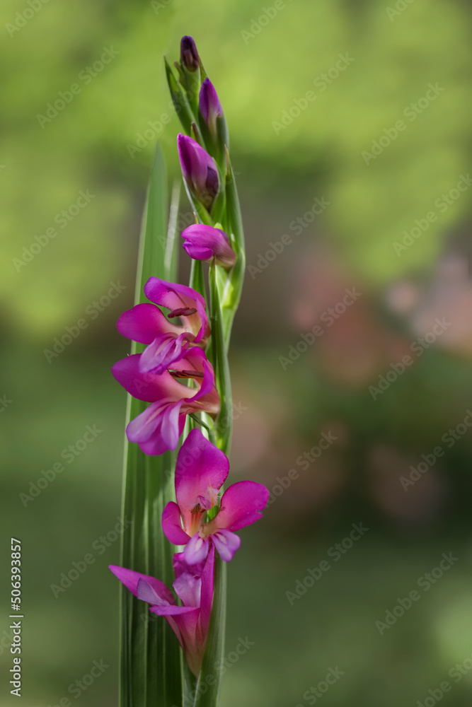 Mount nif watsonia in pink color in flower Mount nif watsonia in pink color in flower