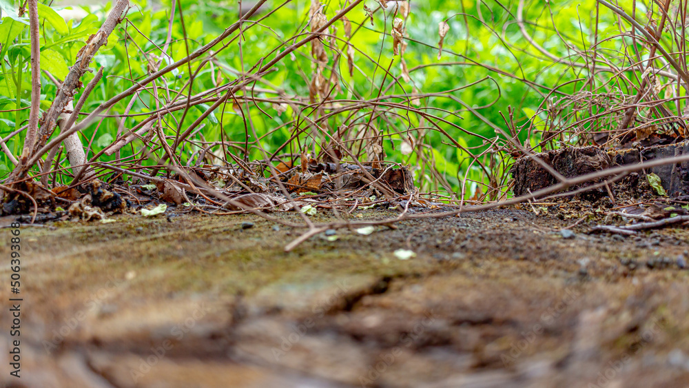 The surface of a stump on a city street in close-up. Macro. Soft focus The surface of a stump on a city street in close-up. Macro. Soft focus
