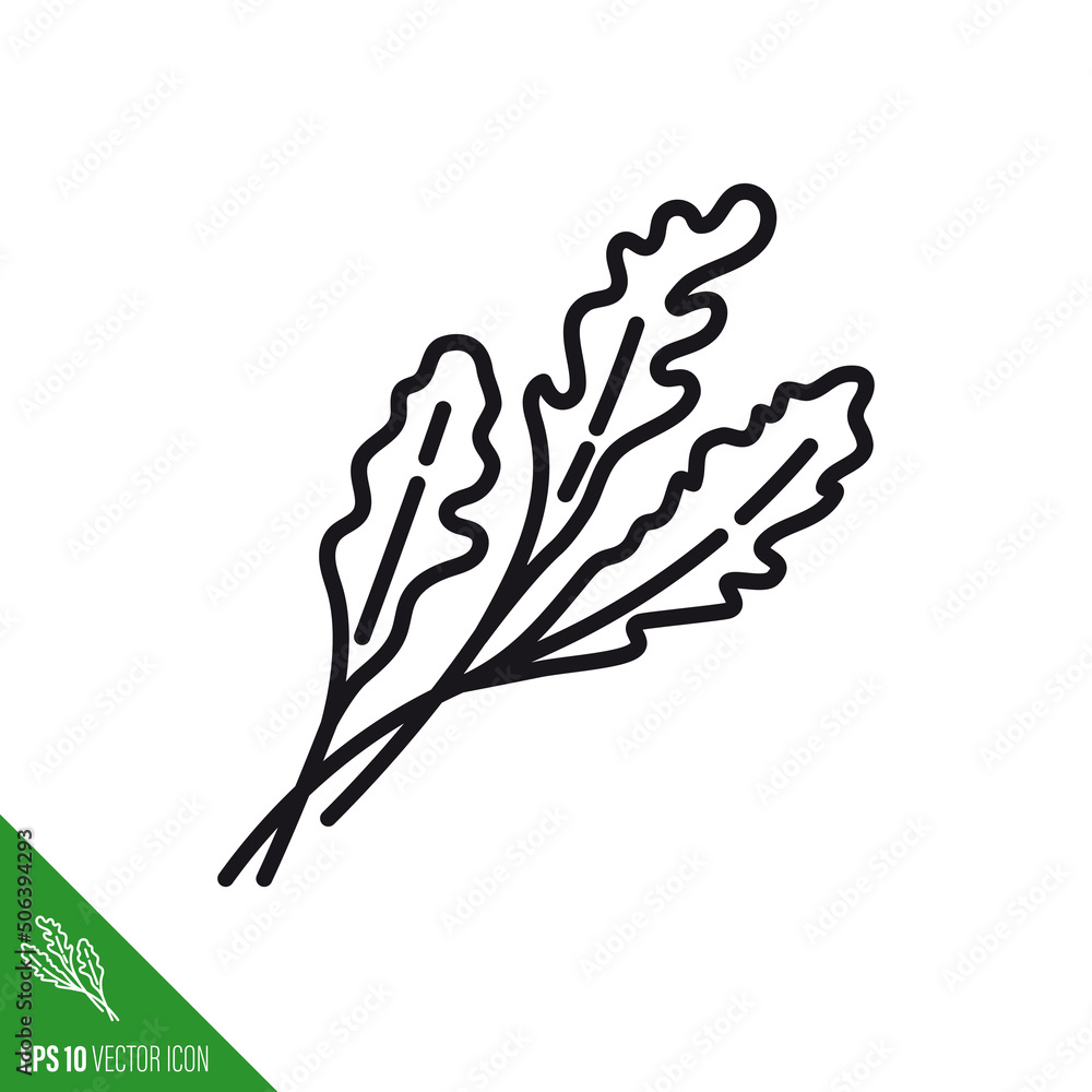 Rocket or Arugula leaves vegetable line icon vector illustration
