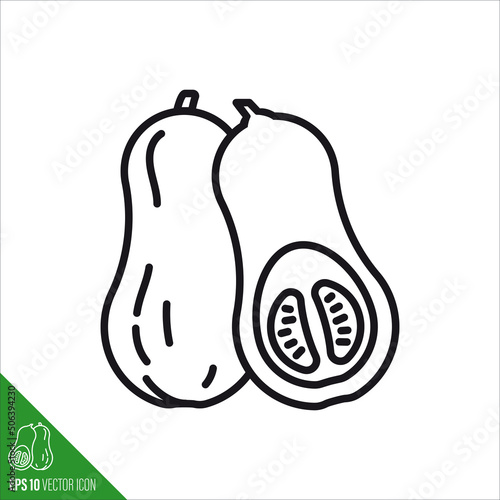Butternut squashline icon vector illustration
