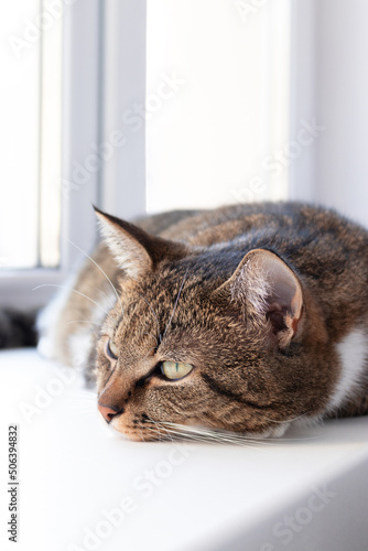 Fototapeta Naklejka Na Ścianę i Meble -  Gray shorthair domestic tabby cat lying on a white windowsill.