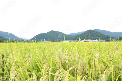 稲穂