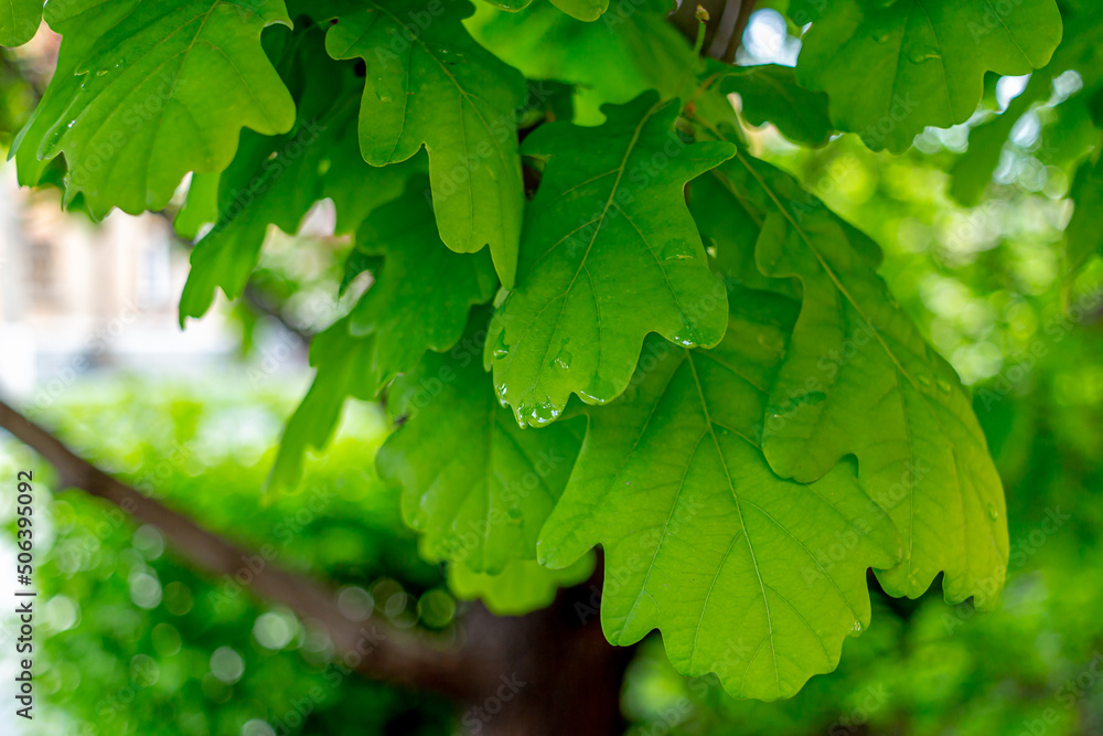Green oak leaves close-up. Macro Green oak leaves close-up. Macro