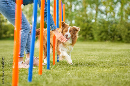 Chocolate White Border Collie with woman owner