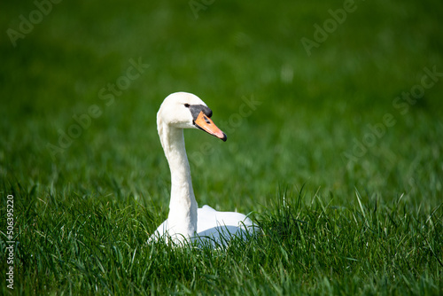 Den Helder, Netherlands, May 2022. Swan in the grass.