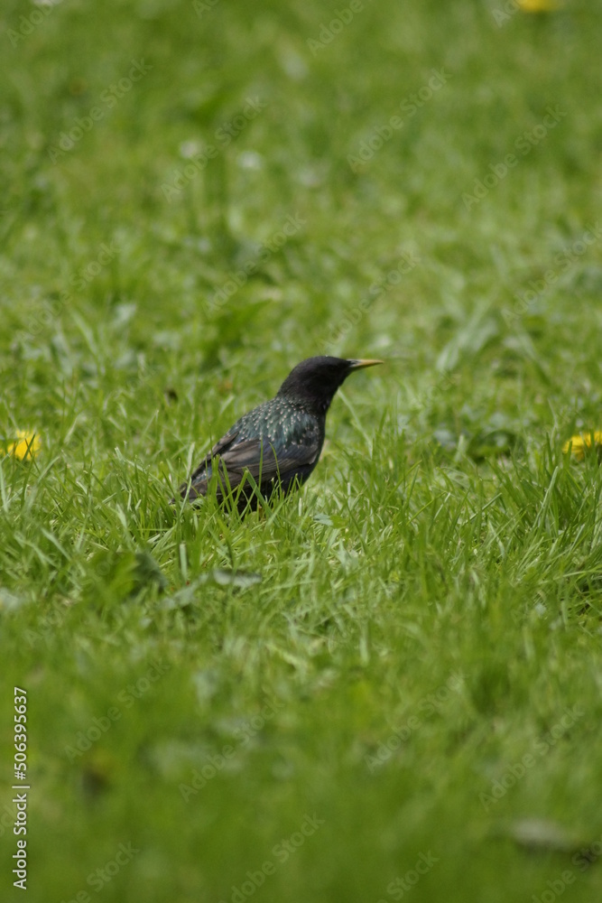 A blackbird walking in the grass A blackbird walking in the grass