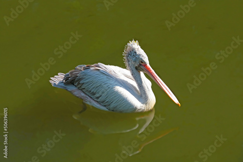 A pelican swims in the pond. A genus of birds, the only one in the pelican family of the order Pelicanidae. photo