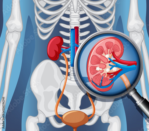 X-ray of human body with internal organs