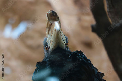 The view from below of the rhinoceros bird. A family of birds from the eponymous order. photo