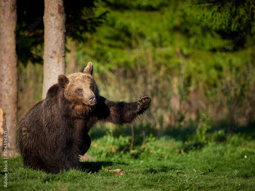 Obraz premium brown bear in the wild
