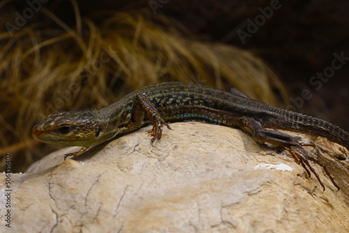 Selective focus, blurred background, lizard sitting on the rocks.