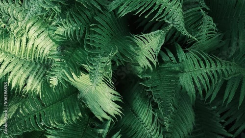 Fern green leaves in the forest. Abstract nature texture. Floral background. close up. 4k video