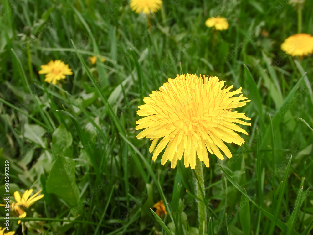 Yellow dandelion flower in green grass. Close-up. Spring Green. Spring mood. Yellow dandelion flower in green grass. Close-up. Spring Green. Spring mood.