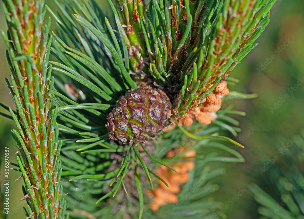 Kiefer, Pinus, mit Kiefernzapfen Kiefer, Pinus, mit Kiefernzapfen