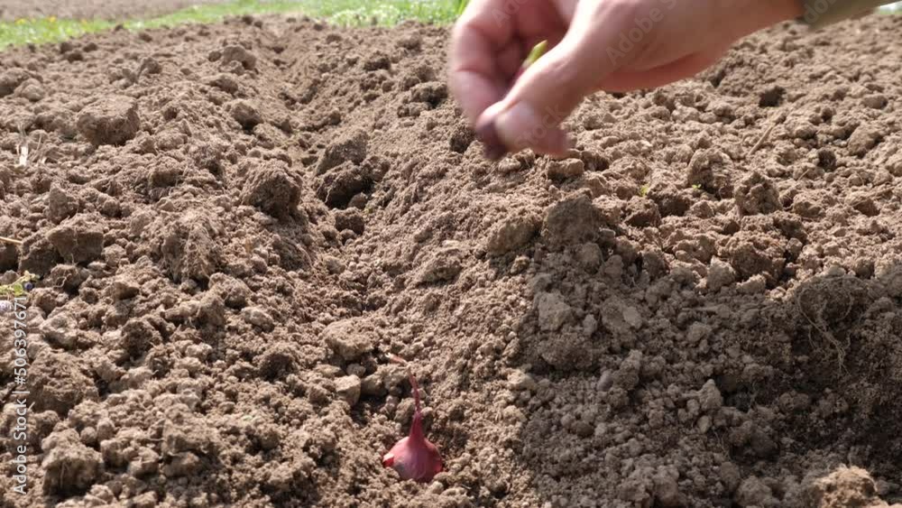 Sprouted onions are planted in the ground. Growing onions. Sprouted onions are planted in the ground. Growing onions.