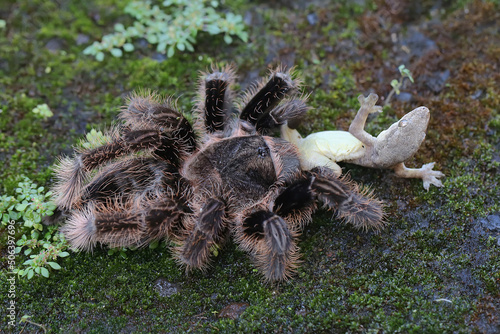 A tarantula is preying on small fish on the river bank. All types are venomous, but not lethal to humans.