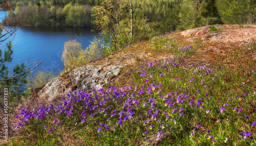 wild violet flowers on the rocks above the lake, spring landscape of northern nature