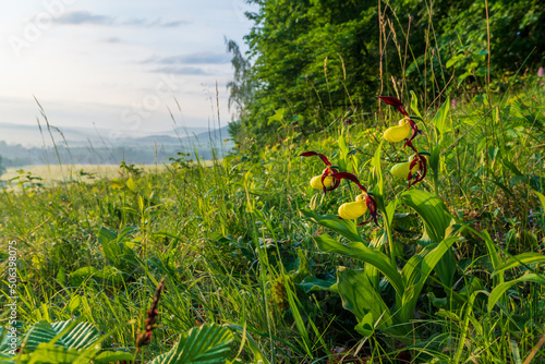 Frauenschuh mit Landschaft im Sonnenaufgang