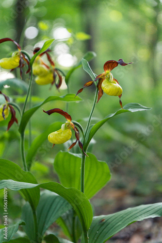 Die Orchidee Frauenschuh mit Doppelblüte