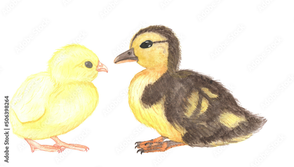 two little birds. duckling and chick. watercolor hand painted illustration two little birds. duckling and chick. watercolor hand painted illustration