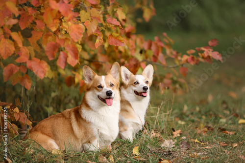 Two dogs of welsh corgi pembroke breed sitting together in autumn nature