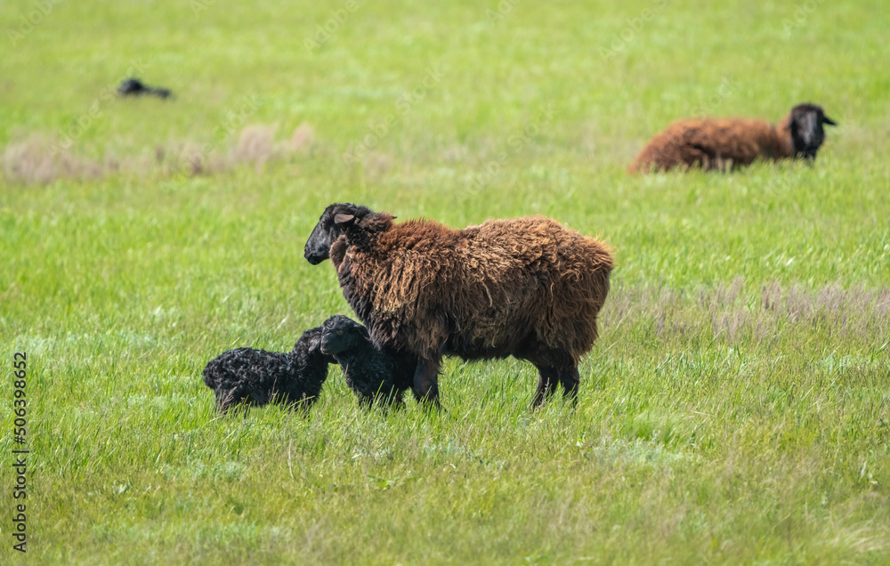 A sheep with a young lamb grazing on a green meadow among juicy grass, close-up A sheep with a young lamb grazing on a green meadow among juicy grass, close-up