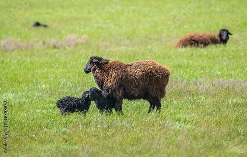 A sheep with a young lamb grazing on a green meadow among juicy grass, close-up