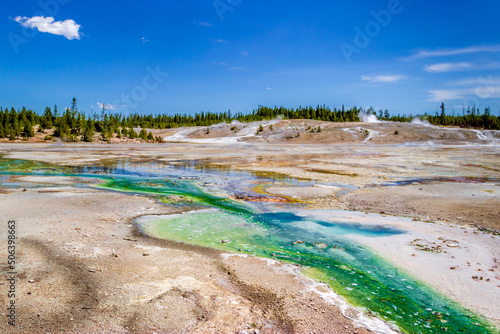 Hot streams of algae colored waters crossing the landscape of the Norris Geyser Basin in the Yellowstone National Park