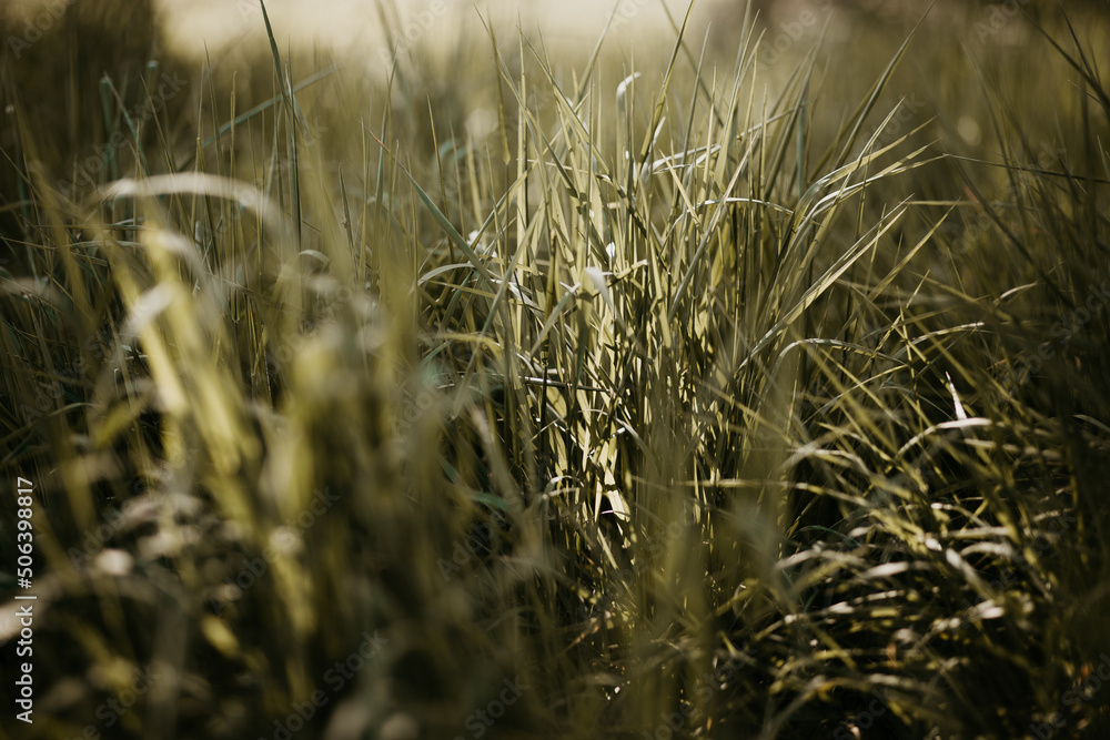 Fototapeta premium Fresh green sunlit grass background. Natural tall grassy meadow, blurred areas with bokeh. Moody coloured, summer feeling image. 