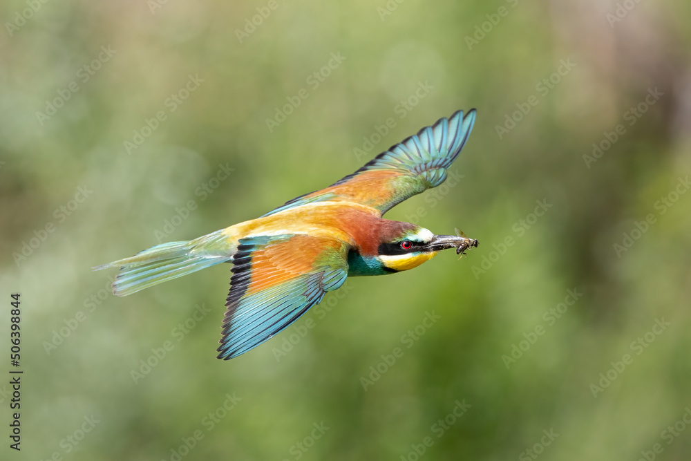 Bird in flight European bee eater flying Merops apiaster