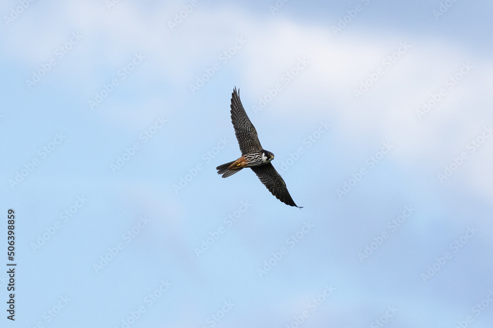 Bird in flight Eurasian hobby Falco subbuteo flying on blue sky Bird in flight Eurasian hobby Falco subbuteo flying on blue sky
